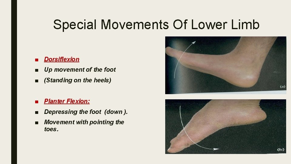 Special Movements Of Lower Limb ■ Dorsiflexion ■ Up movement of the foot ■