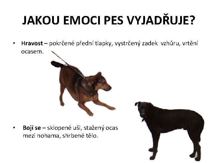 JAKOU EMOCI PES VYJADŘUJE? • Hravost – pokrčené přední tlapky, vystrčený zadek vzhůru, vrtění