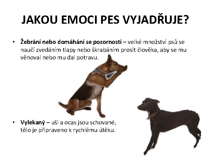 JAKOU EMOCI PES VYJADŘUJE? • Žebrání nebo domáhání se pozornosti – velké množství psů