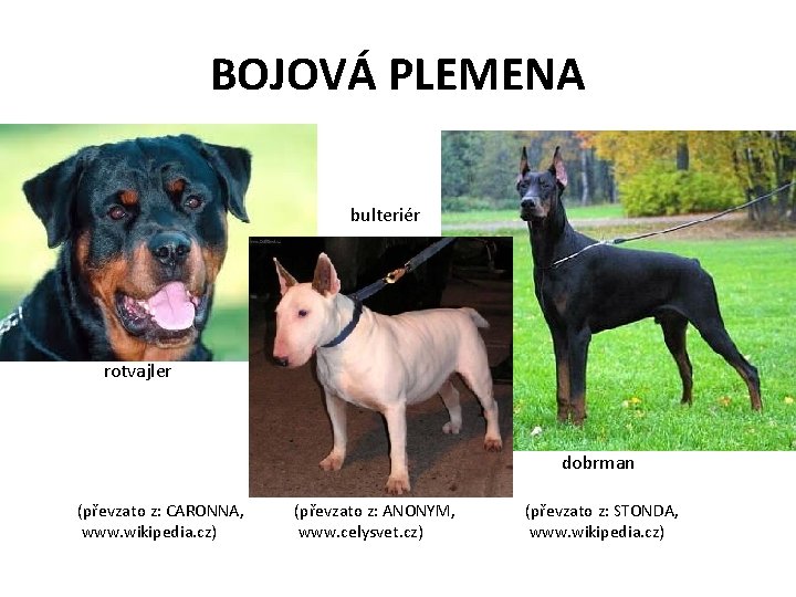 BOJOVÁ PLEMENA bulteriér rotvajler dobrman (převzato z: CARONNA, www. wikipedia. cz) (převzato z: ANONYM,