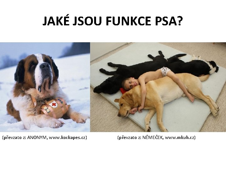 JAKÉ JSOU FUNKCE PSA? (převzato z: ANONYM, www. kockapes. cz) (převzato z: NĚMEČEK, www.
