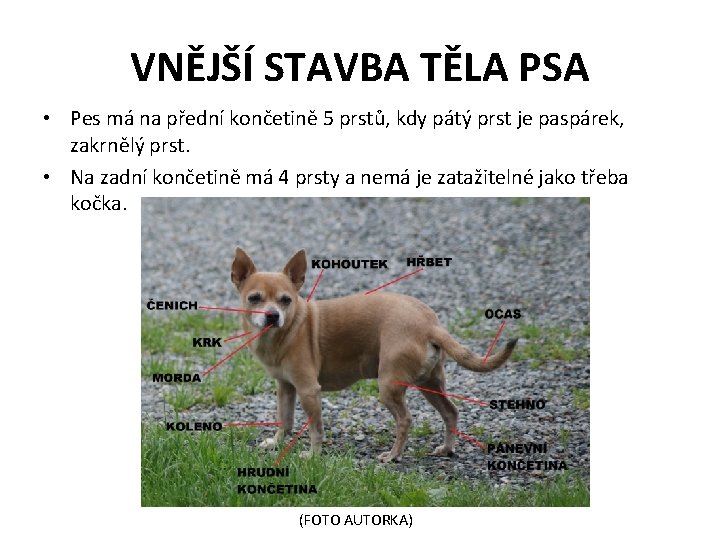 VNĚJŠÍ STAVBA TĚLA PSA • Pes má na přední končetině 5 prstů, kdy pátý