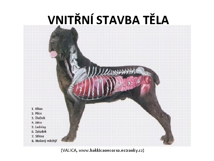  VNITŘNÍ STAVBA TĚLA (VALICA, www. hakkicanecorso. estranky. cz) 