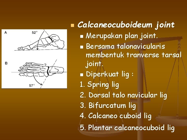 n Calcaneocuboideum joint Merupakan plan joint. n Bersama talonavicularis membentuk tranverse tarsal joint. n