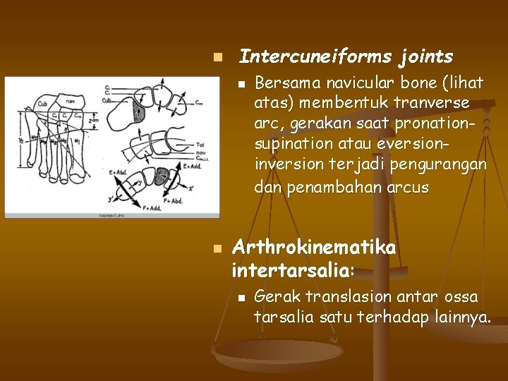 n Intercuneiforms joints n n Bersama navicular bone (lihat atas) membentuk tranverse arc, gerakan