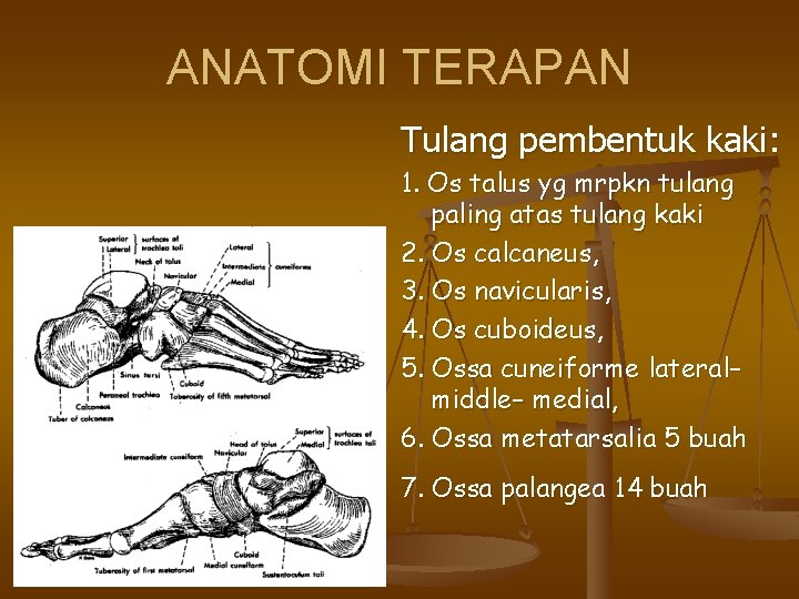ANATOMI TERAPAN Tulang pembentuk kaki: 1. Os talus yg mrpkn tulang paling atas tulang