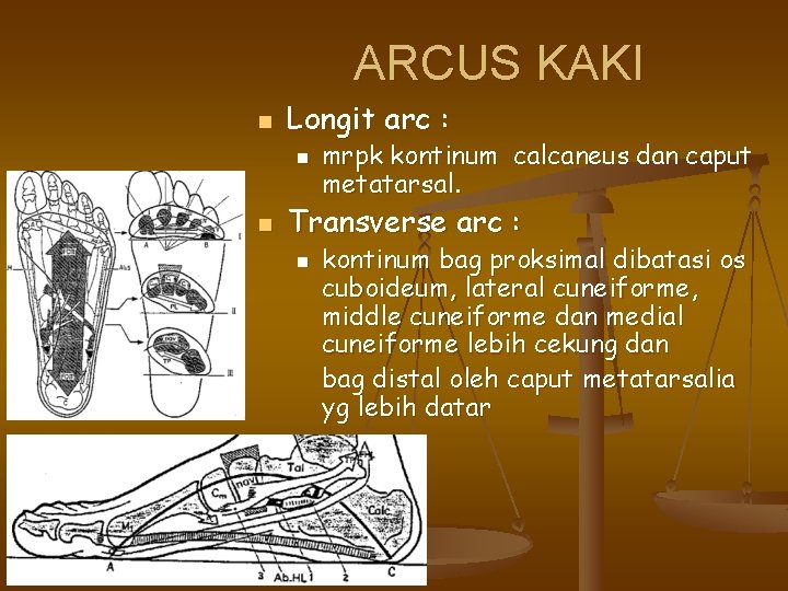 ARCUS KAKI n Longit arc : n n mrpk kontinum calcaneus dan caput metatarsal.