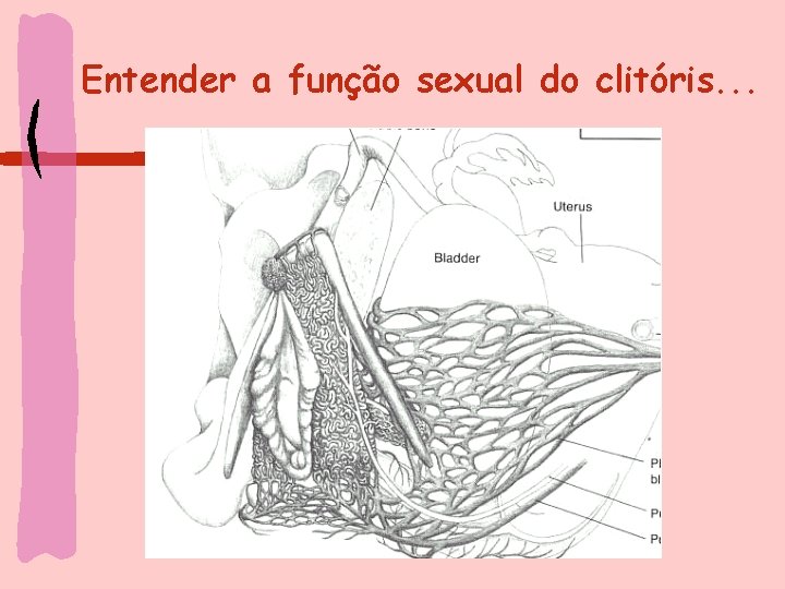 Entender a função sexual do clitóris. . . 
