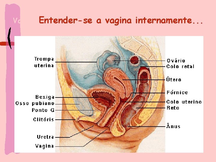 Vagina Entender-se a vagina internamente. . . 