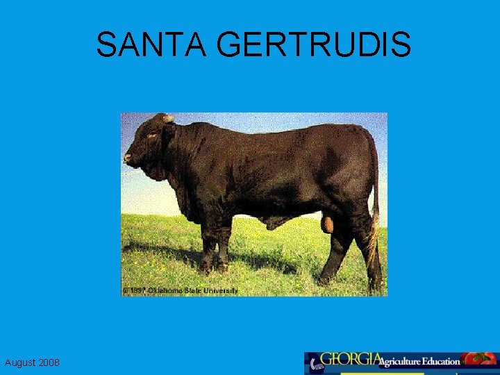 SANTA GERTRUDIS August 2008 