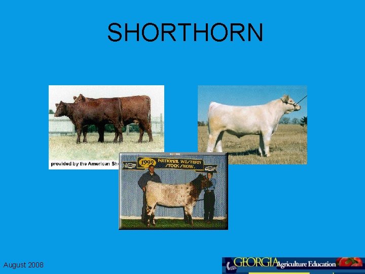 SHORTHORN August 2008 