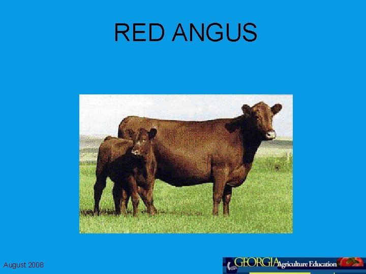 RED ANGUS August 2008 