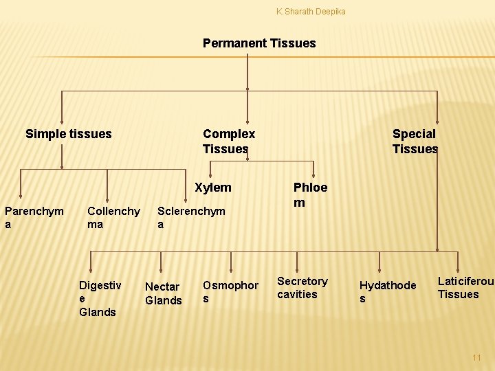 K. Sharath Deepika Permanent Tissues Simple tissues Complex Tissues Xylem Parenchym a Collenchy ma