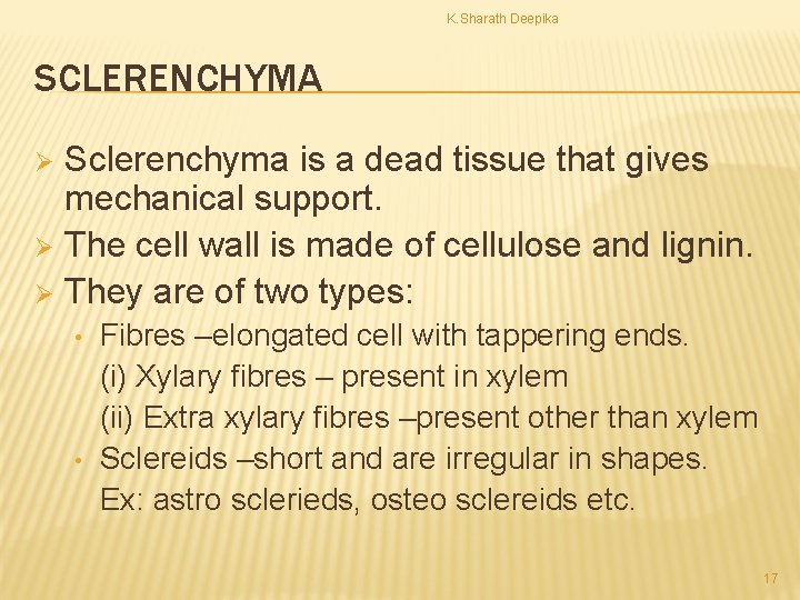 K. Sharath Deepika SCLERENCHYMA Sclerenchyma is a dead tissue that gives mechanical support. Ø