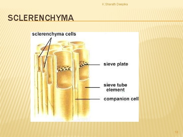 K. Sharath Deepika SCLERENCHYMA 18 