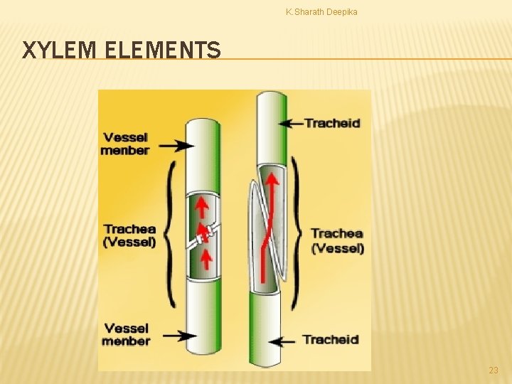 K. Sharath Deepika XYLEM ELEMENTS 23 