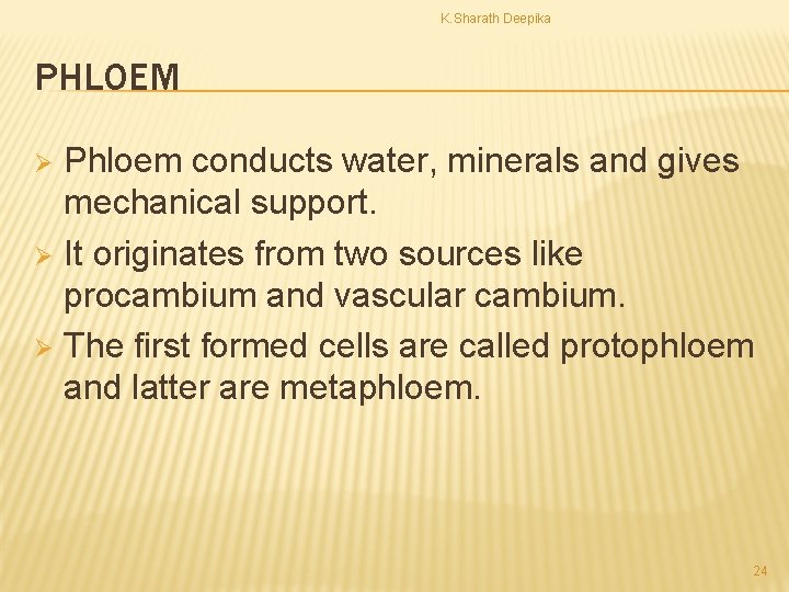 K. Sharath Deepika PHLOEM Phloem conducts water, minerals and gives mechanical support. Ø It