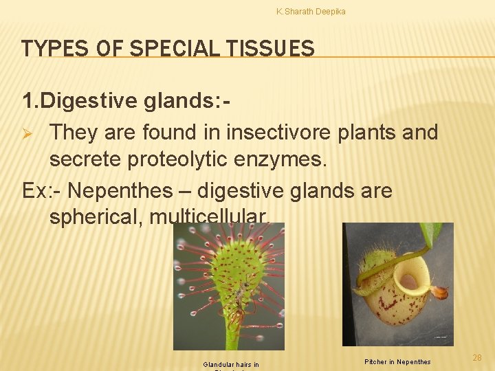 K. Sharath Deepika TYPES OF SPECIAL TISSUES 1. Digestive glands: Ø They are found