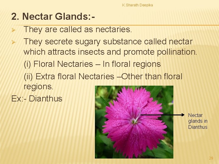 K. Sharath Deepika 2. Nectar Glands: They are called as nectaries. Ø They secrete