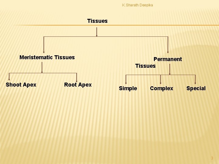 K. Sharath Deepika Tissues Meristematic Tissues Shoot Apex Root Apex Permanent Tissues Simple Complex