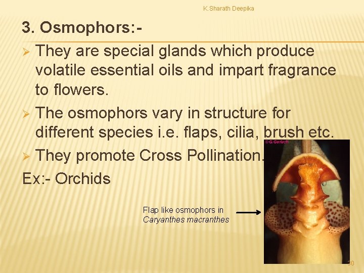 K. Sharath Deepika 3. Osmophors: Ø They are special glands which produce volatile essential