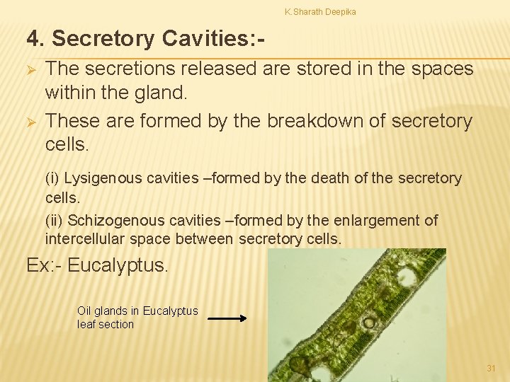 K. Sharath Deepika 4. Secretory Cavities: Ø Ø The secretions released are stored in