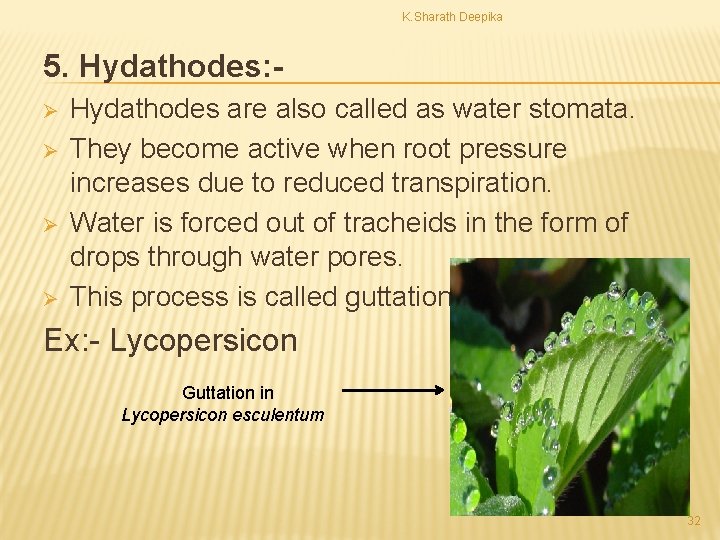 K. Sharath Deepika 5. Hydathodes: Ø Ø Hydathodes are also called as water stomata.