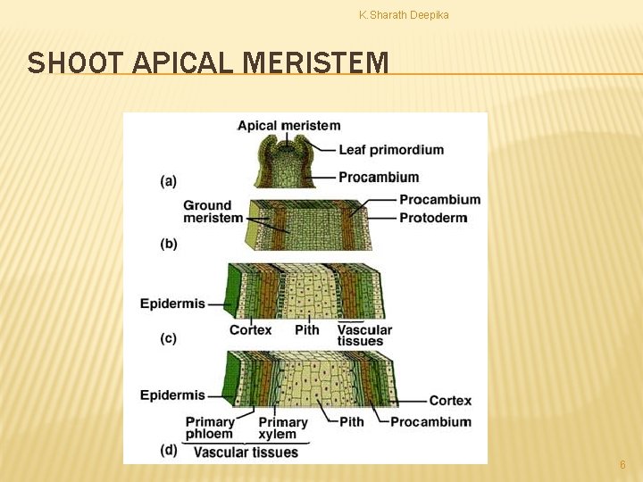 K. Sharath Deepika SHOOT APICAL MERISTEM 6 