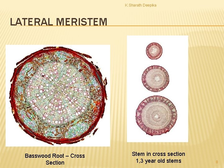 K. Sharath Deepika LATERAL MERISTEM Basswood Root – Cross Section Stem in cross section