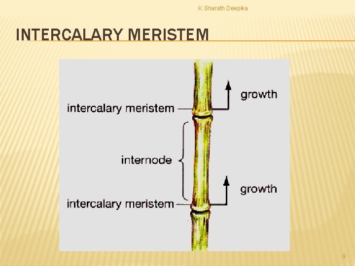 K. Sharath Deepika INTERCALARY MERISTEM 9 