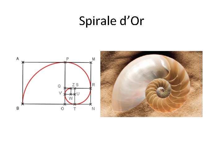 Spirale d’Or 