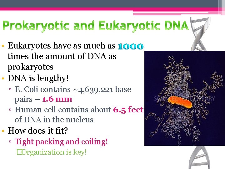  • Eukaryotes have as much as times the amount of DNA as prokaryotes