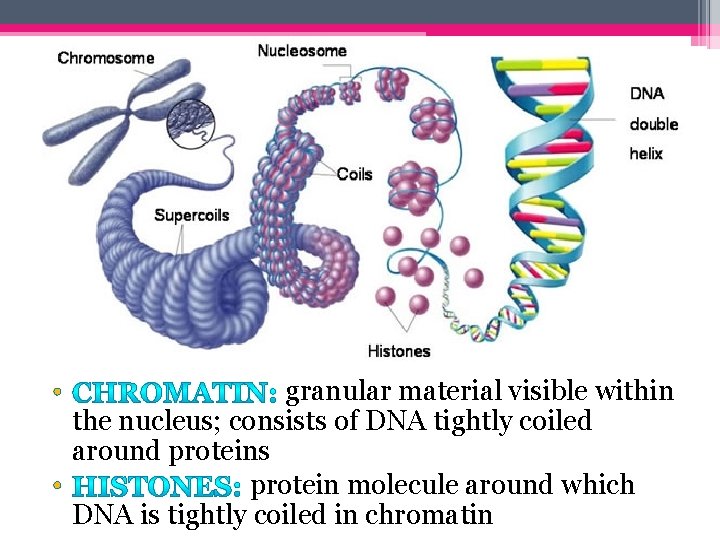  • granular material visible within the nucleus; consists of DNA tightly coiled around