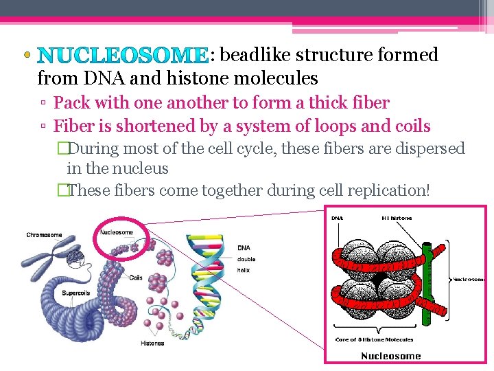  • : beadlike structure formed from DNA and histone molecules ▫ Pack with