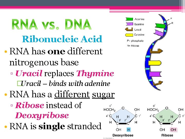 Ribonucleic Acid • RNA has one different nitrogenous base ▫ Uracil replaces Thymine �Uracil