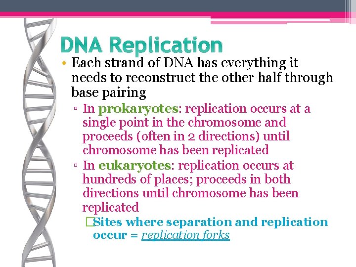 DNA Replication • Each strand of DNA has everything it needs to reconstruct the