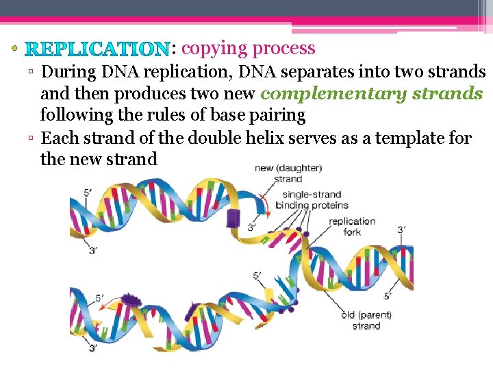  • : copying process ▫ During DNA replication, DNA separates into two strands