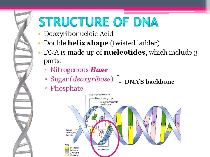  • Deoxyribonucleic Acid • Double helix shape (twisted ladder) • DNA is made