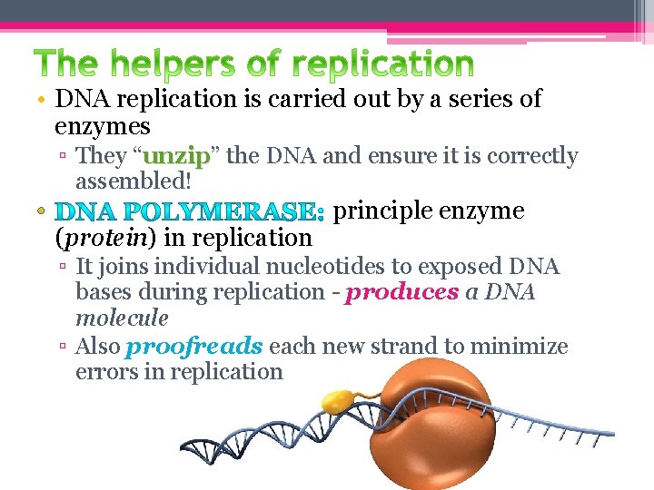  • DNA replication is carried out by a series of enzymes ▫ They