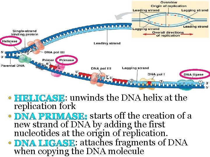  • : unwinds the DNA helix at the replication fork • starts off