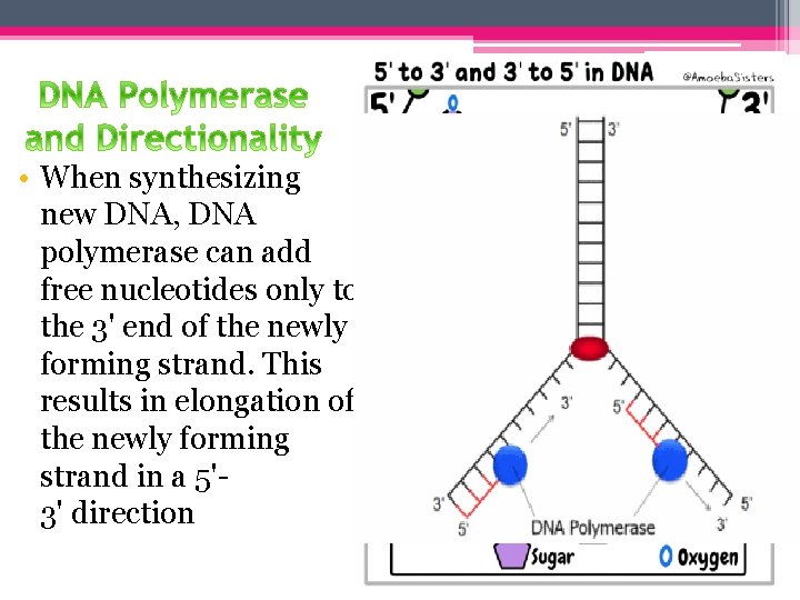  • When synthesizing new DNA, DNA polymerase can add free nucleotides only to