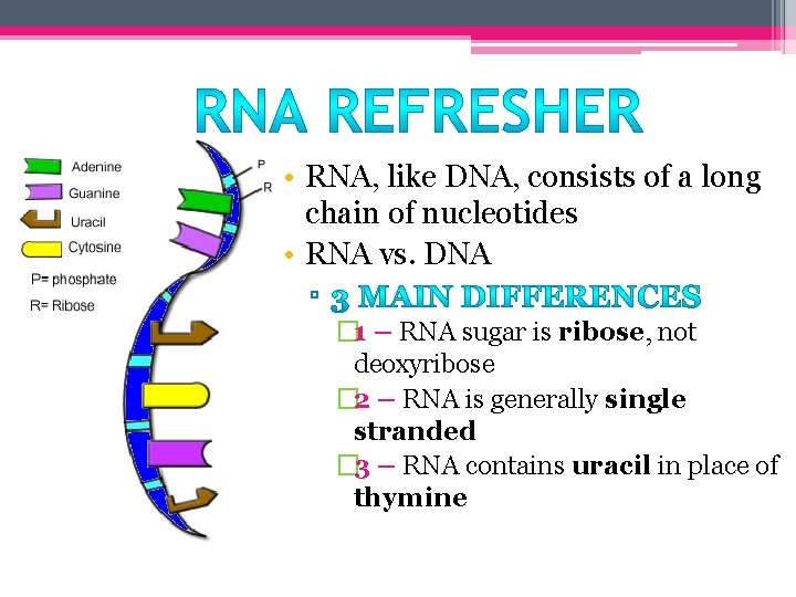  • RNA, like DNA, consists of a long chain of nucleotides • RNA