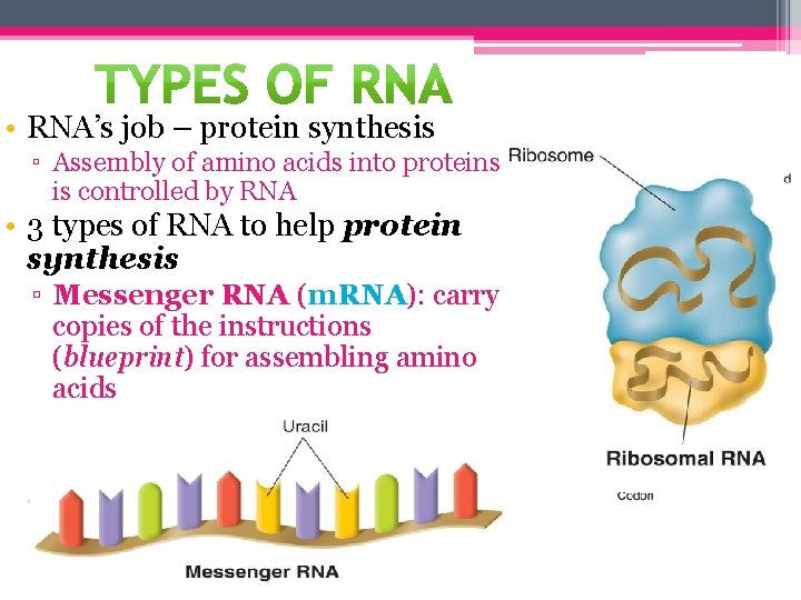 • RNA’s job – protein synthesis ▫ Assembly of amino acids into proteins