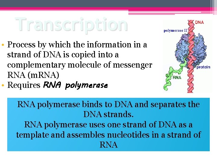 Transcription • Process by which the information in a strand of DNA is copied