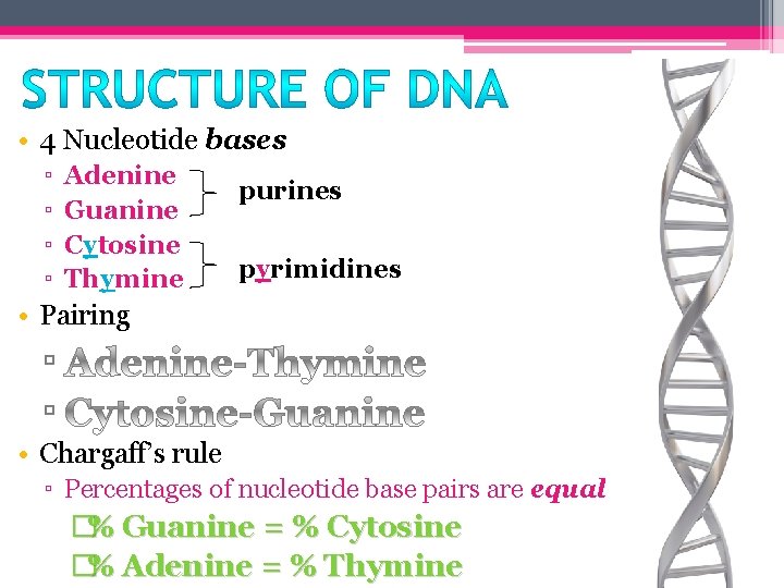  • 4 Nucleotide bases ▫ ▫ Adenine Guanine Cytosine Thymine purines pyrimidines •