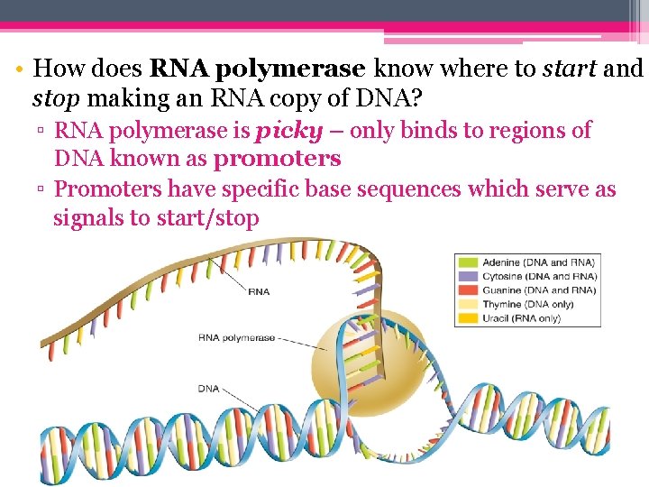  • How does RNA polymerase know where to start and stop making an