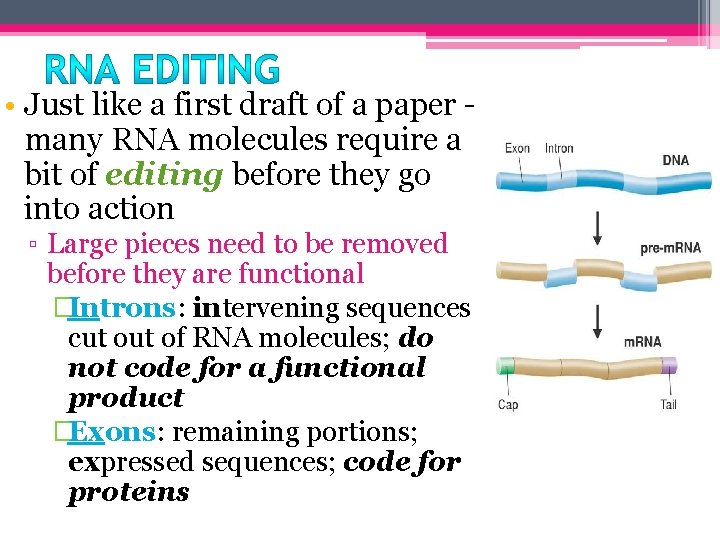  • Just like a first draft of a paper - many RNA molecules