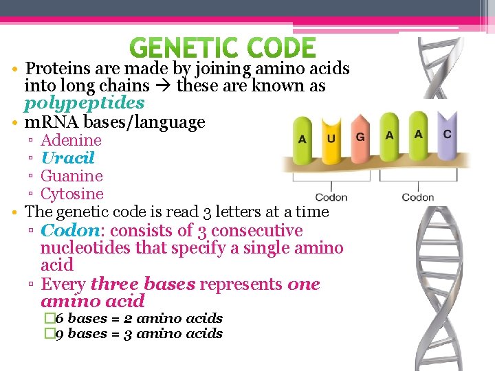  • Proteins are made by joining amino acids into long chains these are