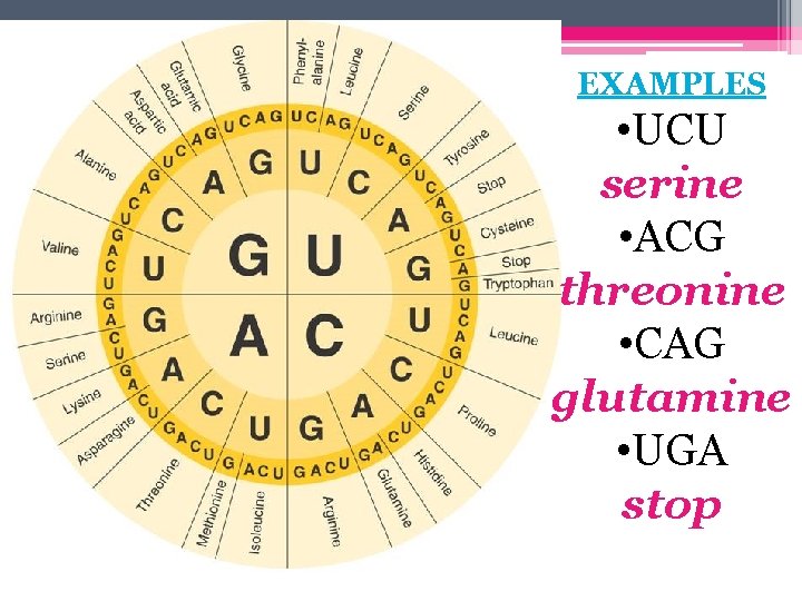 EXAMPLES • UCU serine • ACG threonine • CAG glutamine • UGA stop 