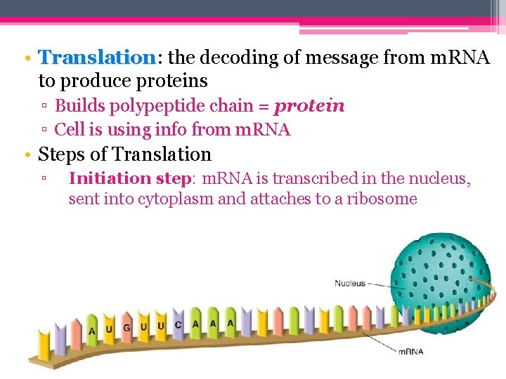  • Translation: the decoding of message from m. RNA Translation to produce proteins